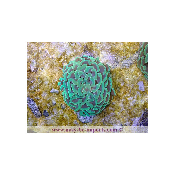 Euphyllia parancora vert S