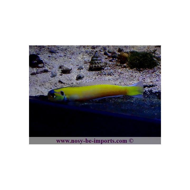 Hoplolatilus luteus