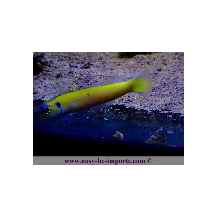Hoplolatilus luteus