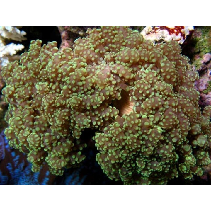Euphyllia yaeyamaensis - Nosy Be Imports - Coraux VPC - Aquarium sur mesure