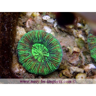 Trachyphyllia sp. vert