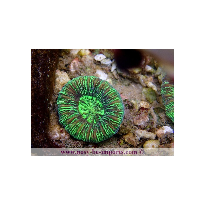 Trachyphyllia sp. vert
