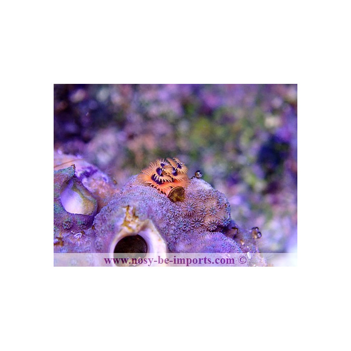 Christmas rock - Spirographes sur roche