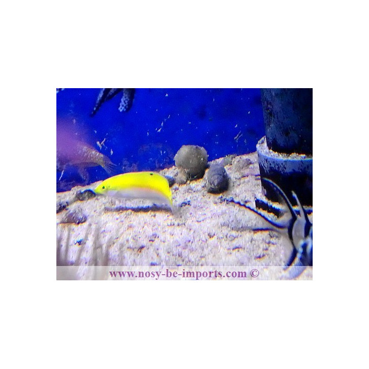 Scarus quoyi