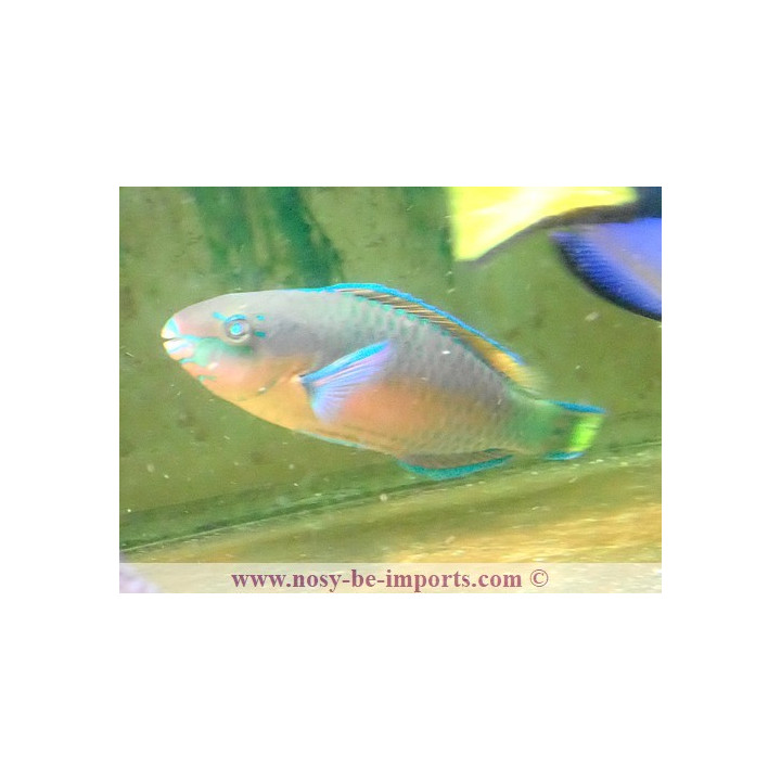 Scarus quoyi