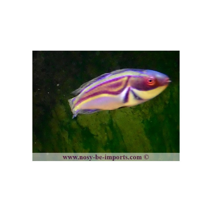 Cirrhilabrus laboutei