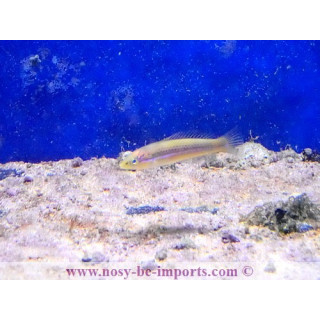 Halichoeres garnoti