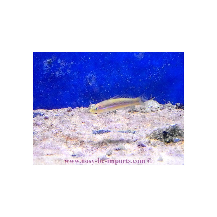 Halichoeres garnoti