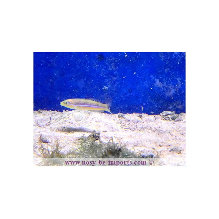 Halichoeres garnoti