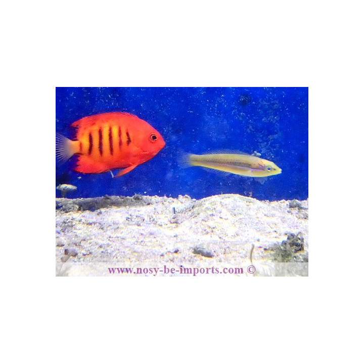 Halichoeres garnoti