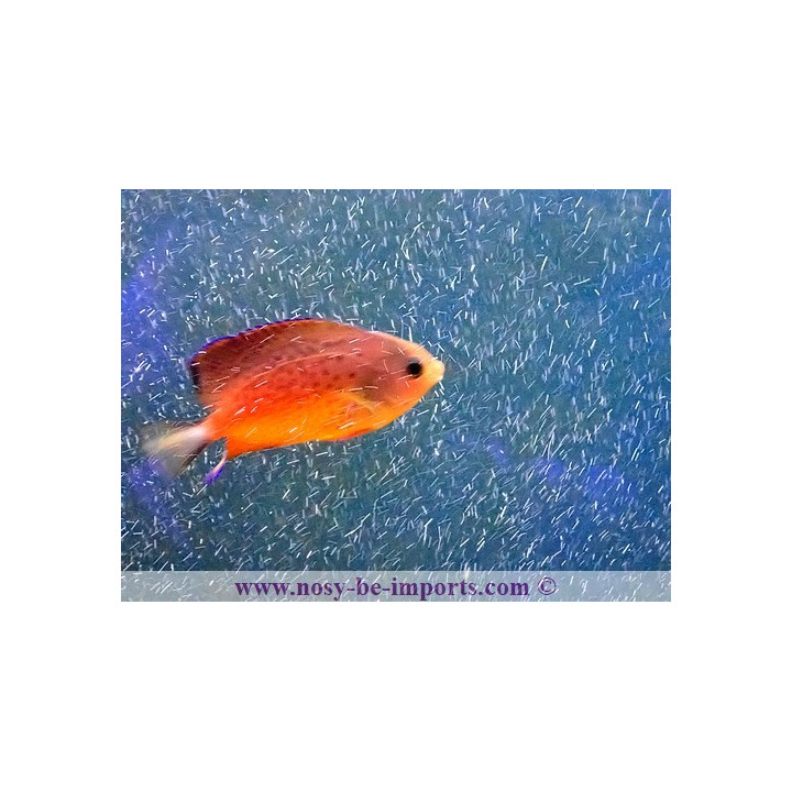 Centropyge ferrugata