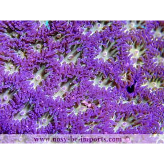 Leptastrea sp. coloré