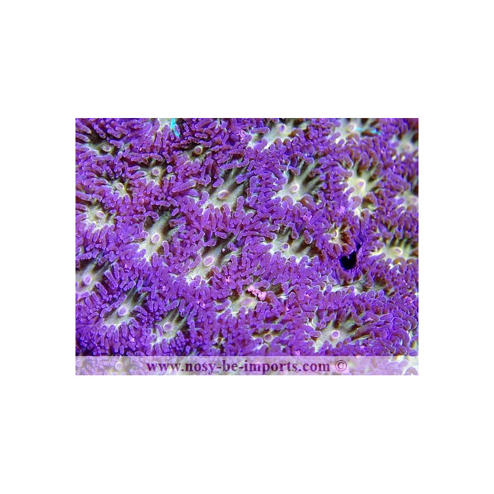 Leptastrea sp. coloré