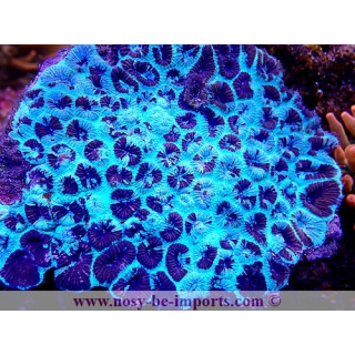 Favia ultra fluo Australie 
