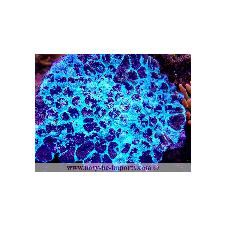 Favia ultra fluo Australie 