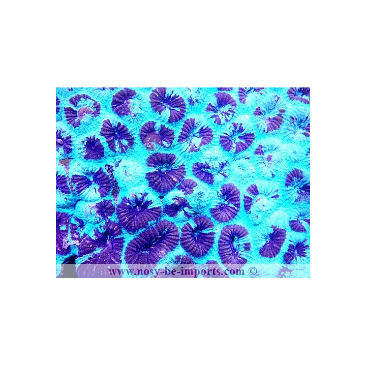 Favia ultra fluo Australie 