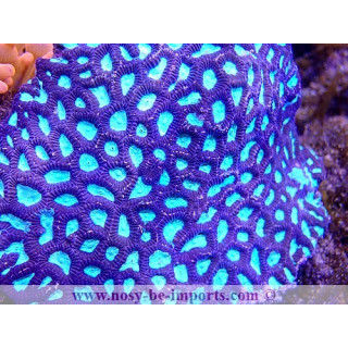 favia violet et vert fluo L