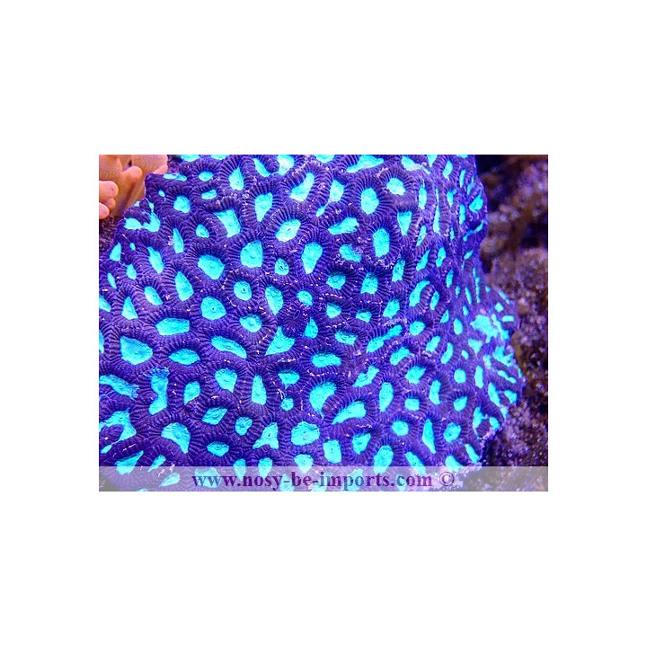 favia violet et vert fluo L