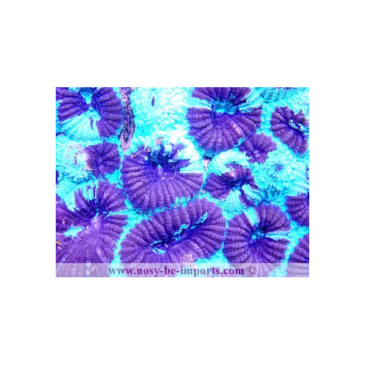Favia ultra fluo Australie 