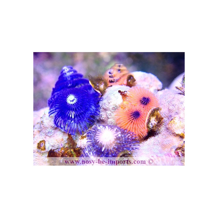 Christmas rock - Spirographes sur roche