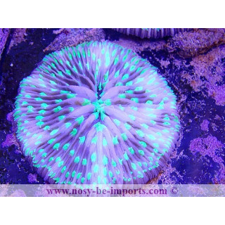 Cycloseris sp. tricolor WYSIWYG