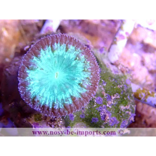Blastomussa wellsi violet et vert WYSIWYG