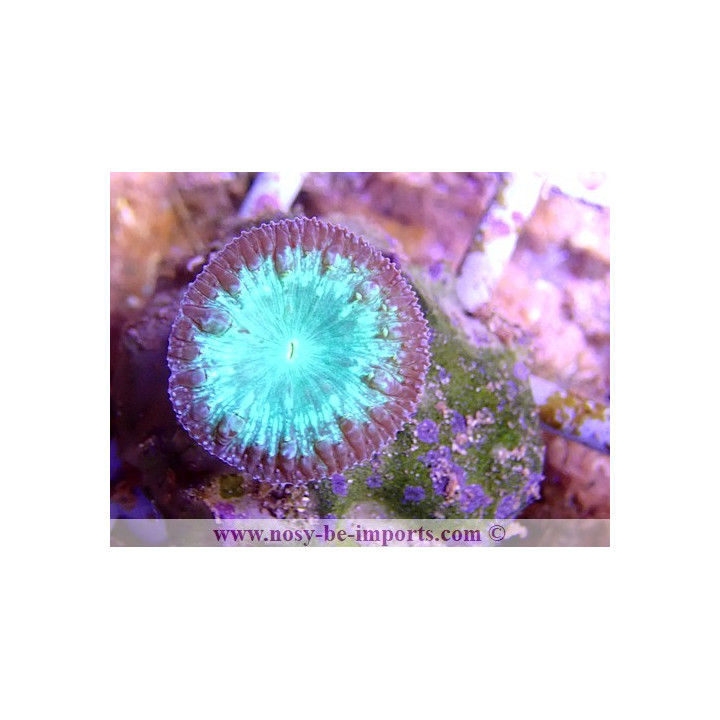 Blastomussa wellsi violet et vert WYSIWYG