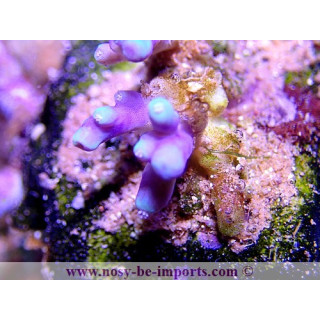 Acropora sp. WYSIWYG
