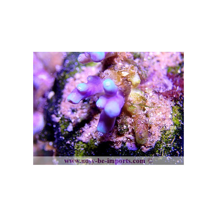 Acropora sp. WYSIWYG