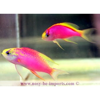 Pseudanthias ventralis