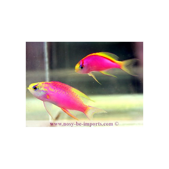 Pseudanthias ventralis