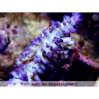 Acropora ice fire 