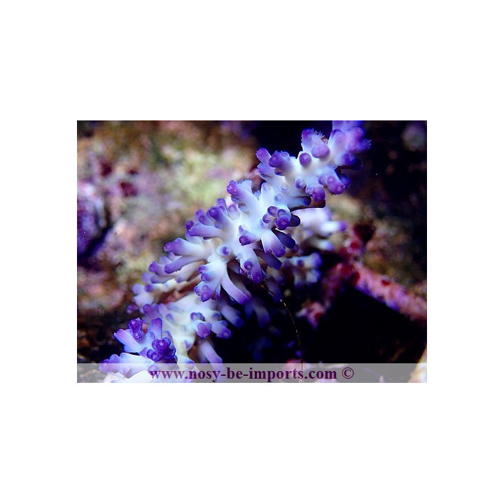 Acropora ice fire 