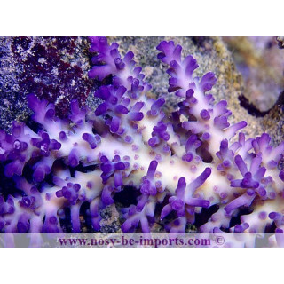 Acropora echinata Ice fire