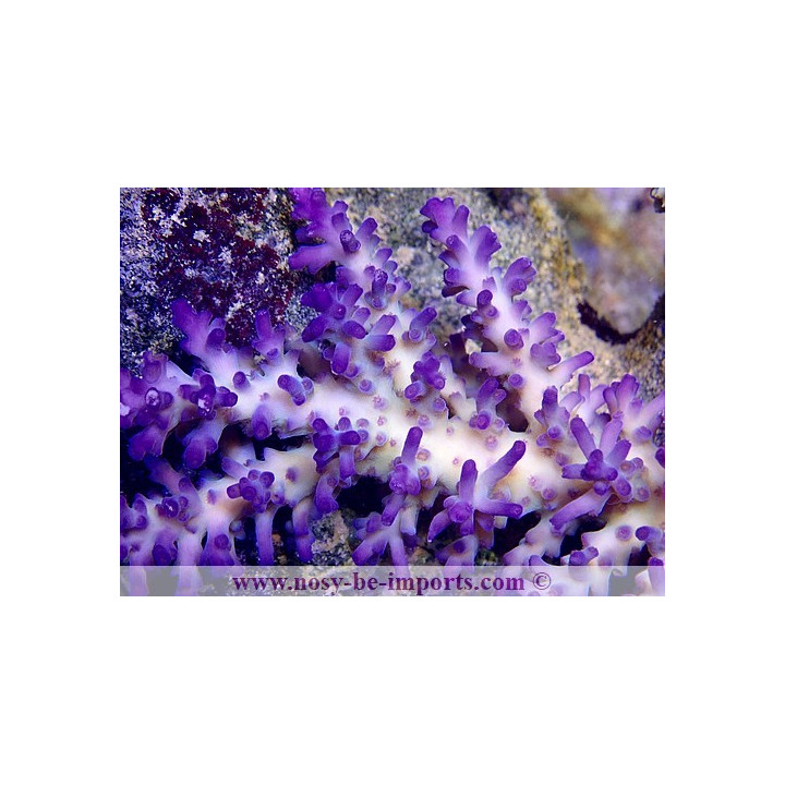 Acropora echinata Ice fire