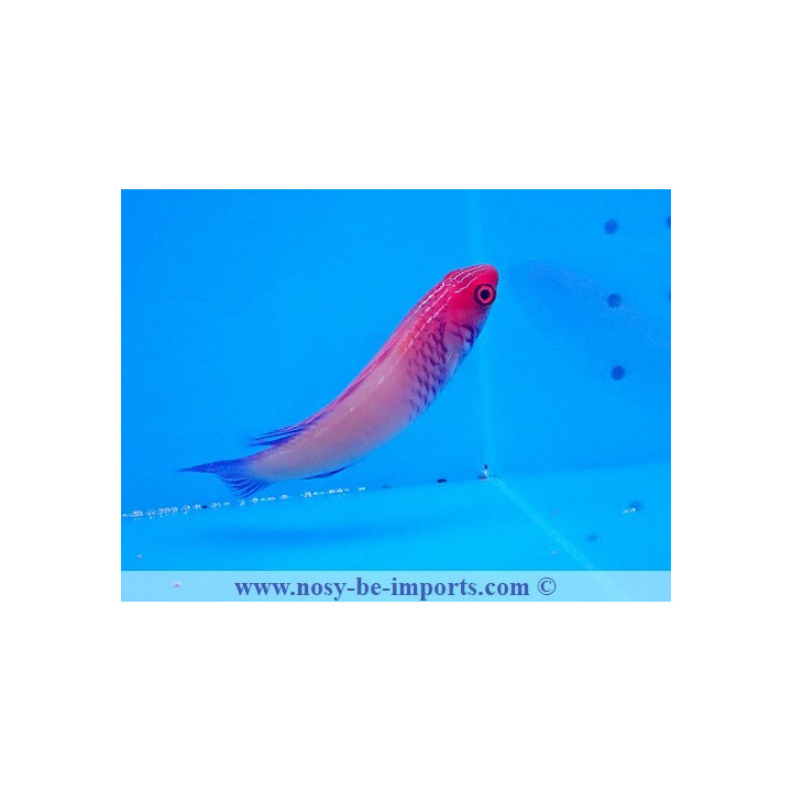 Cirrhilabrus rubrisquamis