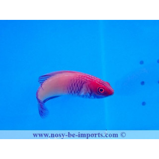 Cirrhilabrus rubrisquamis