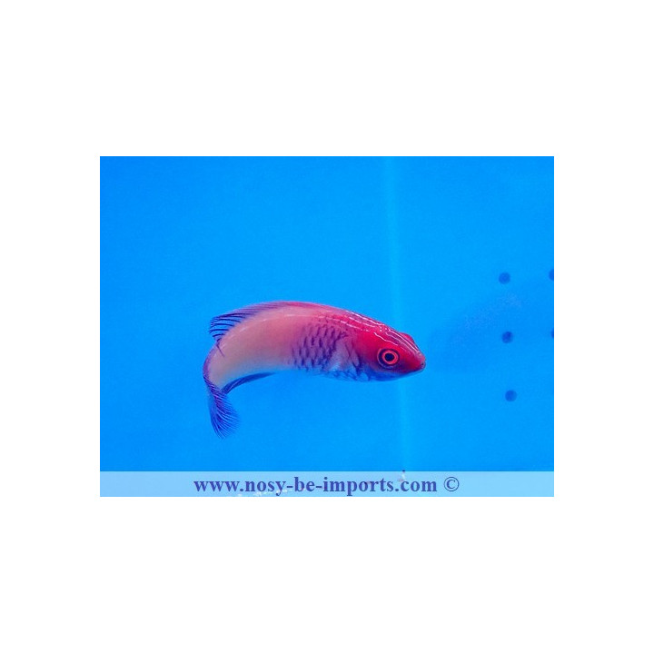 Cirrhilabrus rubrisquamis