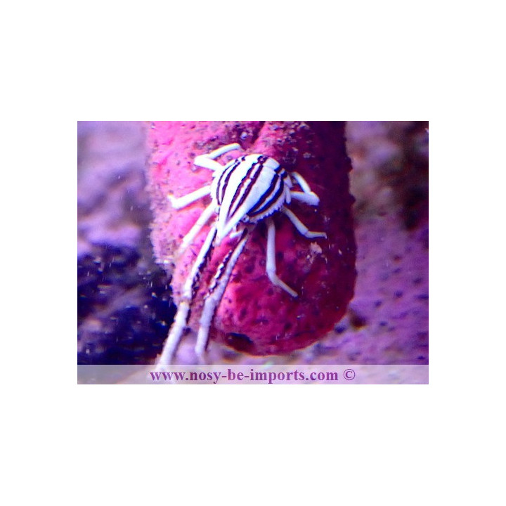 Allogalathea elegans