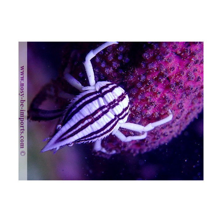 Allogalathea elegans