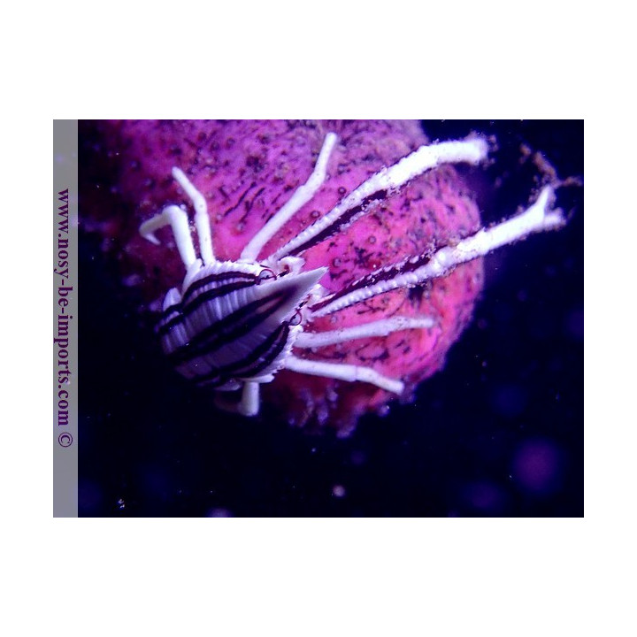 Allogalathea elegans