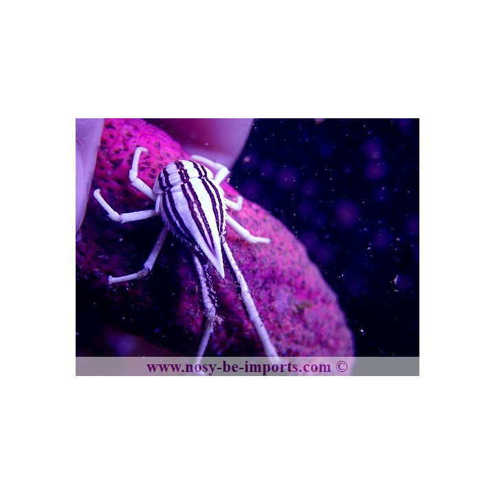 Allogalathea elegans