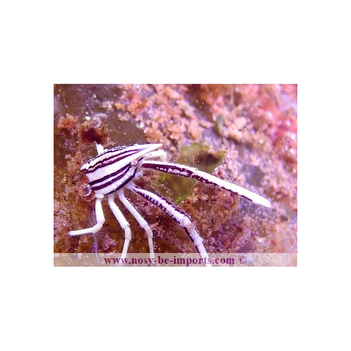 Allogalathea elegans