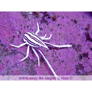 Allogalathea elegans