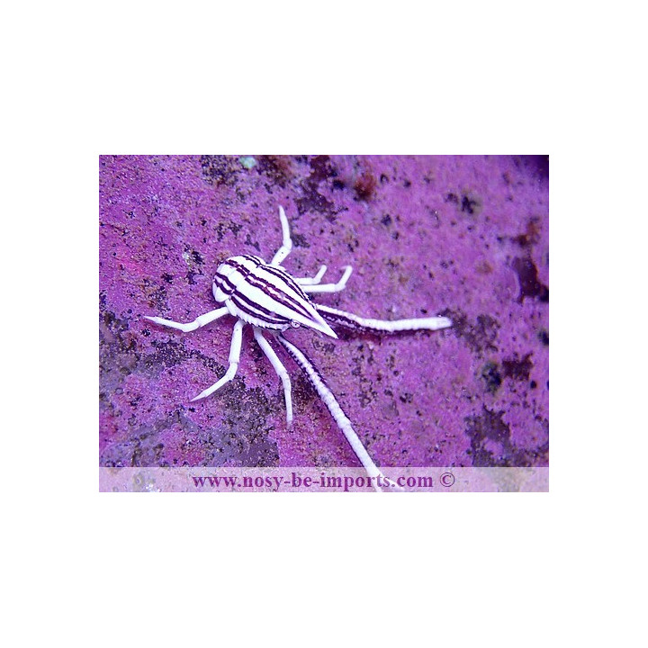 Allogalathea elegans