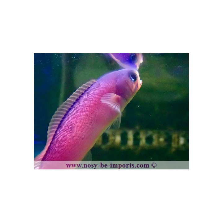 Hoplolatilus purpureus