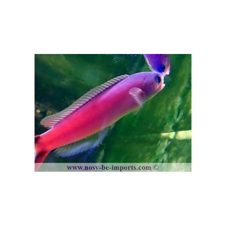 Hoplolatilus purpureus