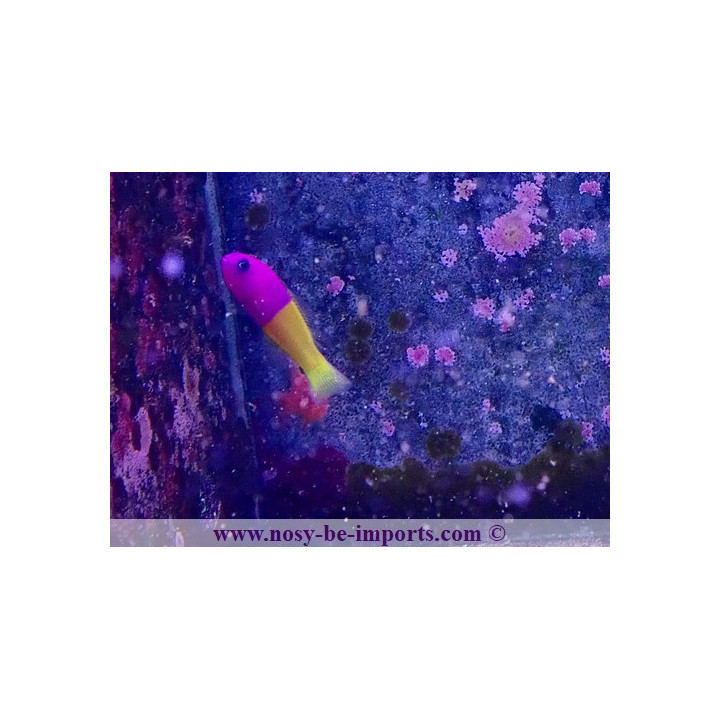 Pseudochromis paccagnellae