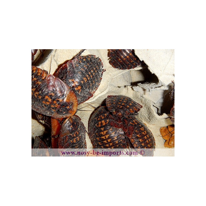 Blenniella chrysospilos