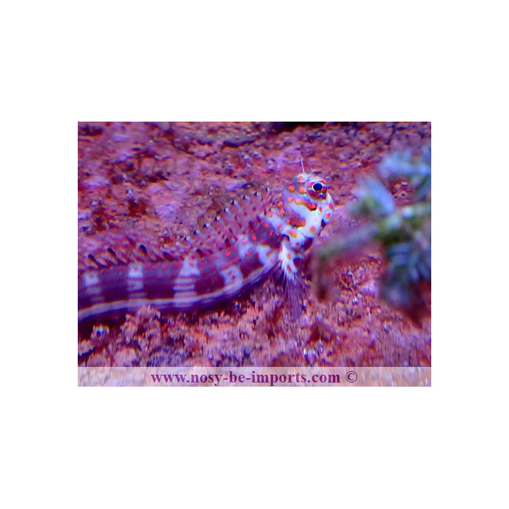 Blenniella chrysospilos
